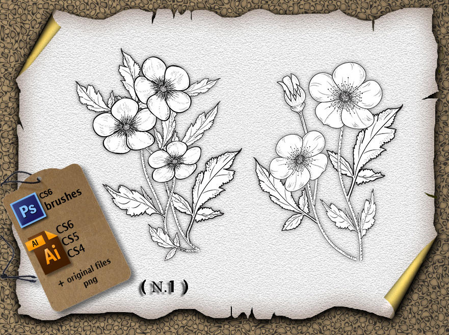 Flower N.1 by roula33 on DeviantArt