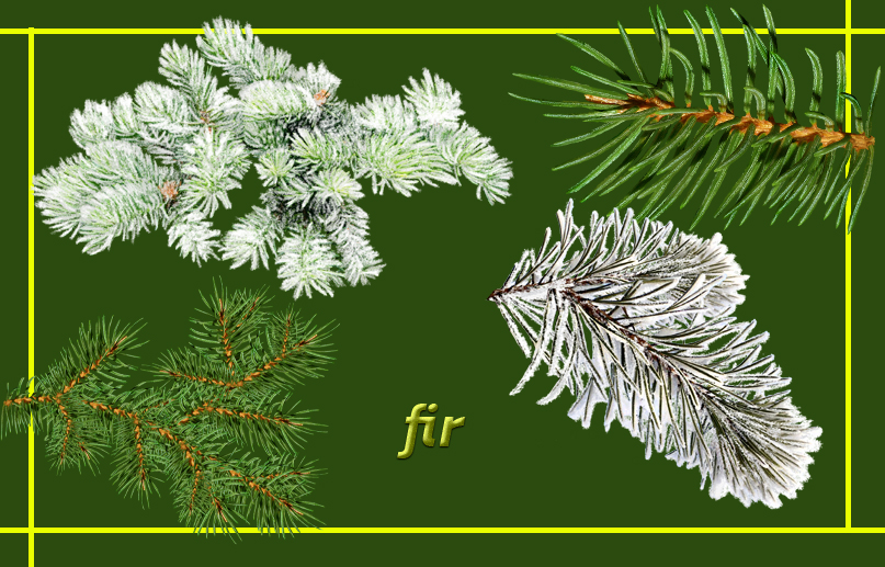 Fir