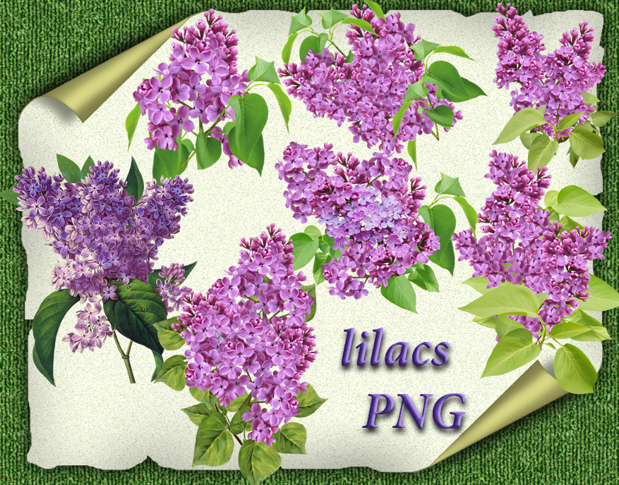 Lilacs by roula33 on DeviantArt