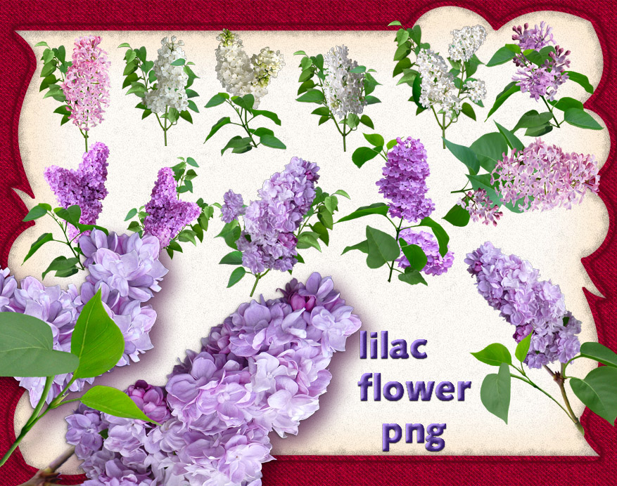 Lilac Flower by roula33 on DeviantArt