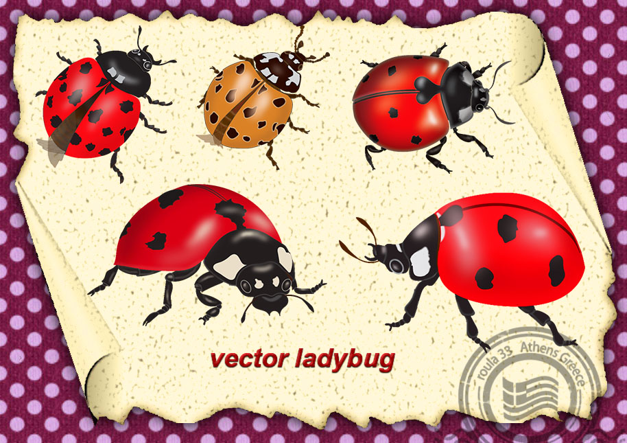 Vector Ladybug