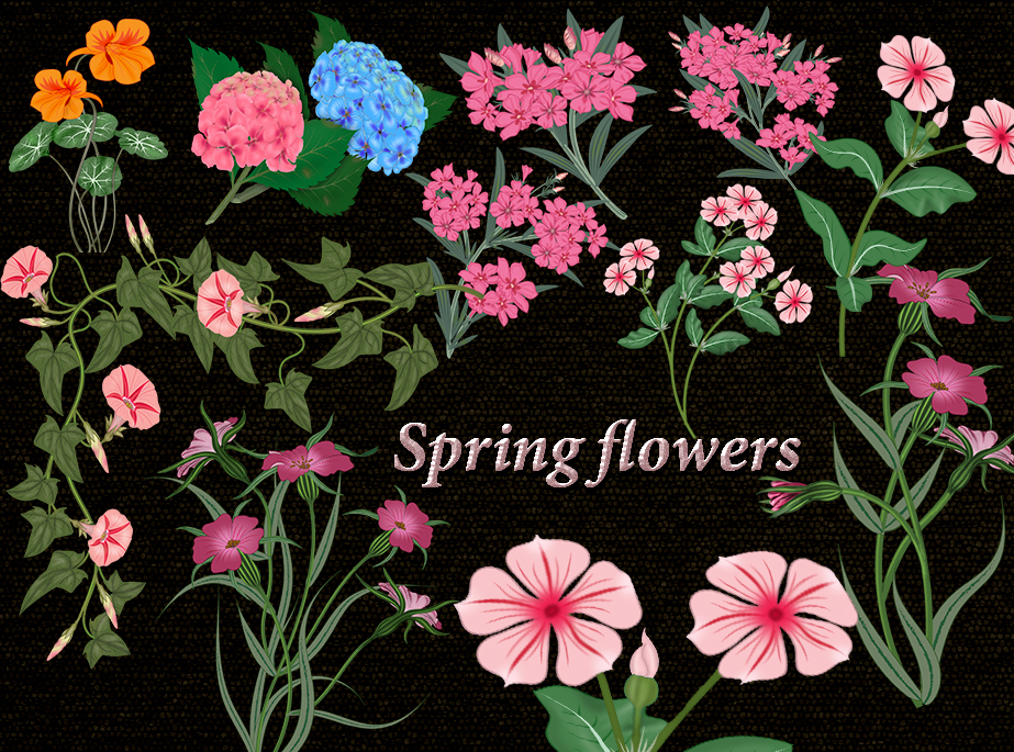 Spring Flowers