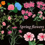 Spring Flowers