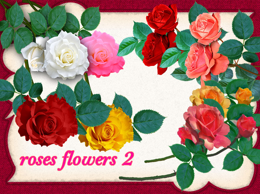aA roses-2 by roula33 on DeviantArt