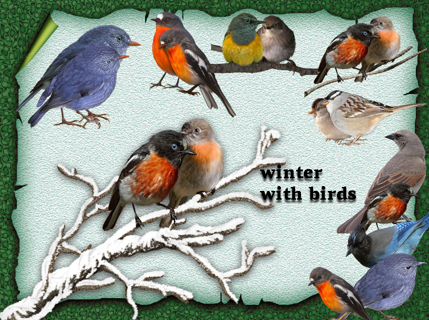 Winter With Birds