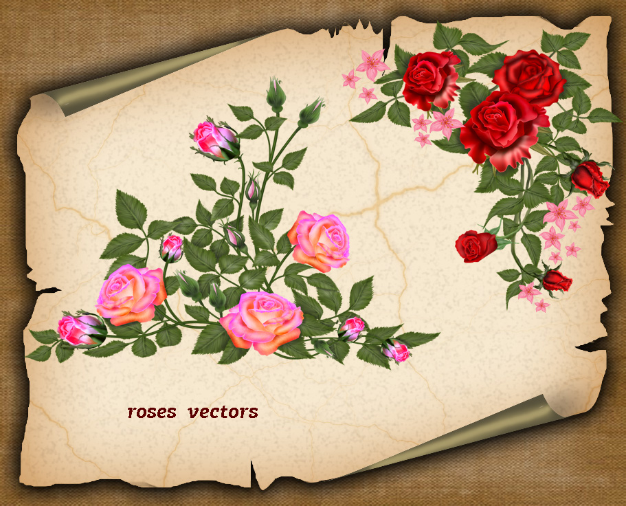 Roses Vector by roula33 on DeviantArt