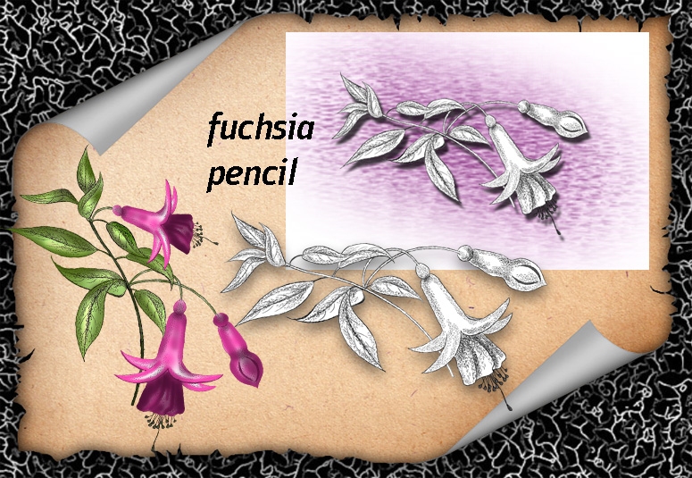 Fuchsia Pencil