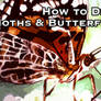 How to Draw Moths and Bflys