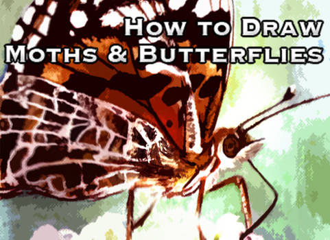 How to Draw Moths and Bflys