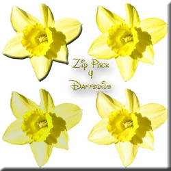 Daffodils in Yellow Zip Pack