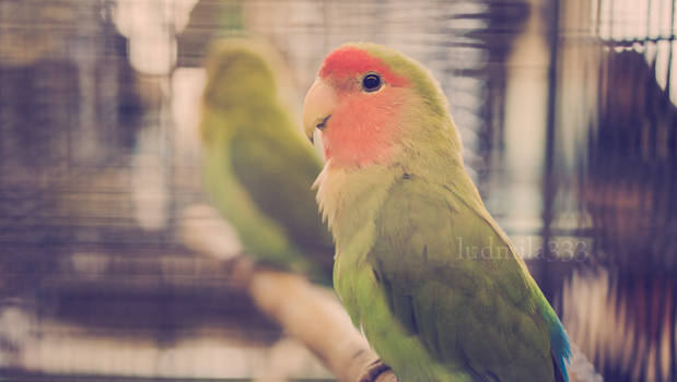 Lovebird