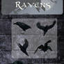 3D Raven Pack
