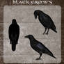 3D Black Crows