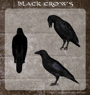 3D Black Crows