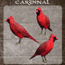 3D Cardinal