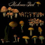 Mushrooms Pack 1