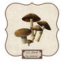 3D Mushrooms