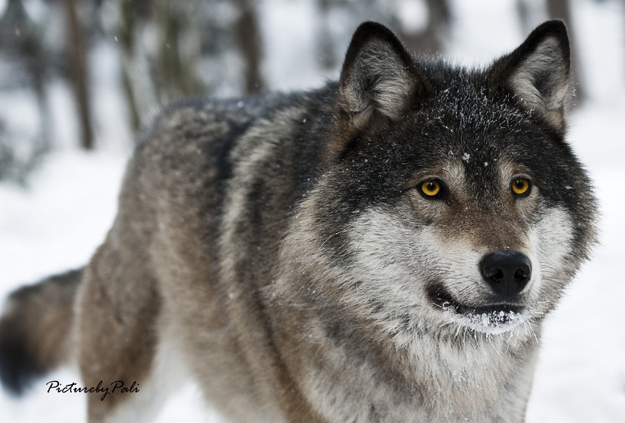 Greywolf Blacksock