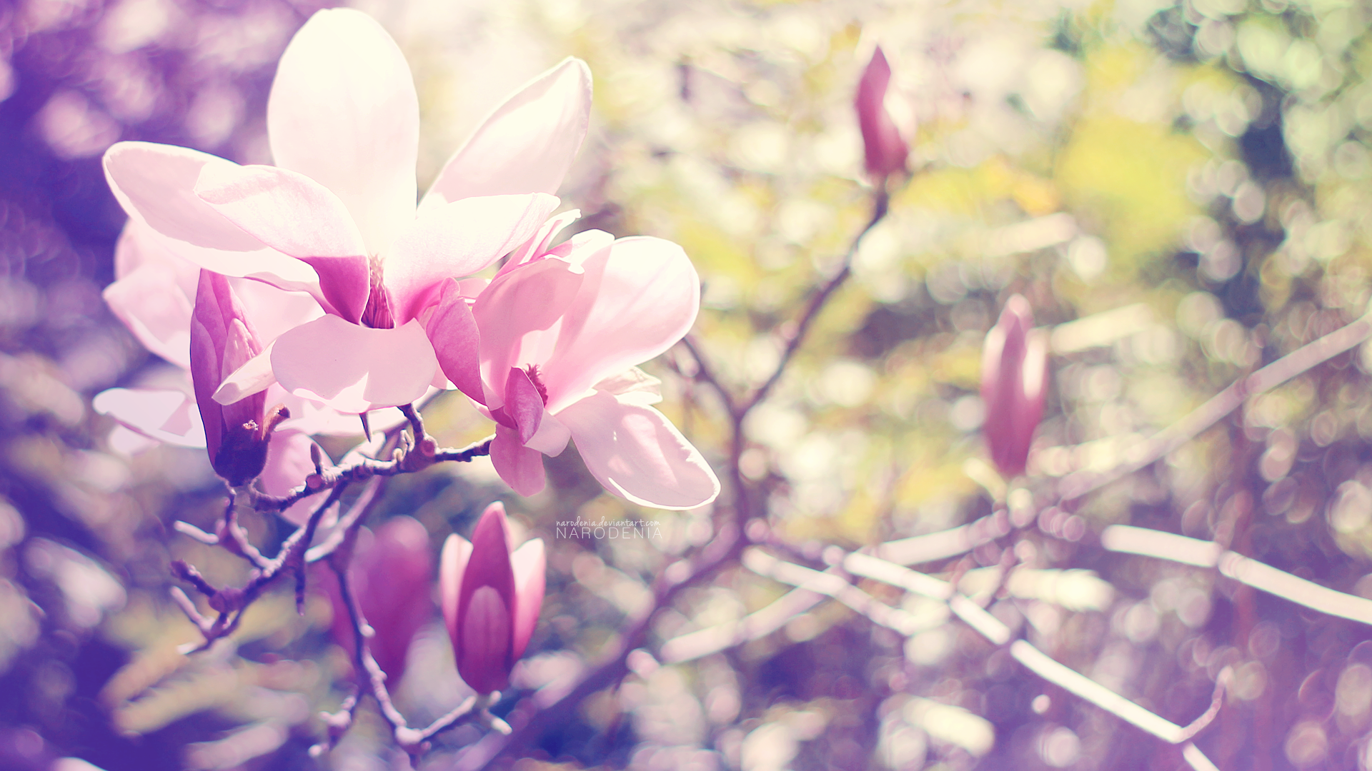 Spring Blossom Wallpaper