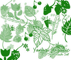 Yanagi Organic Brushes