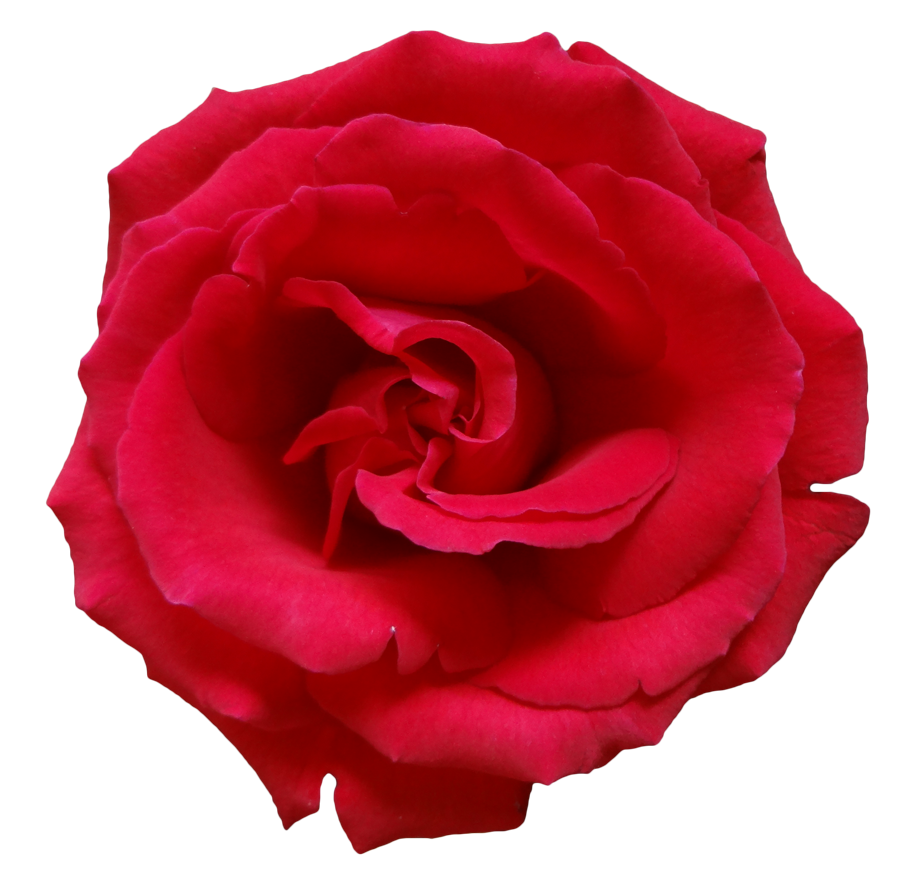 Red Rose PNG 1