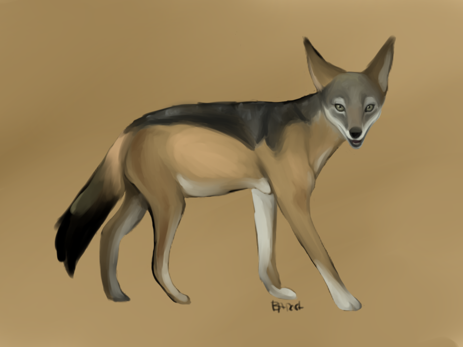 Black-backed Jackal by AnnaBogouslavski on DeviantArt