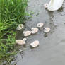 Swan Family I.2025 - so cute (2)