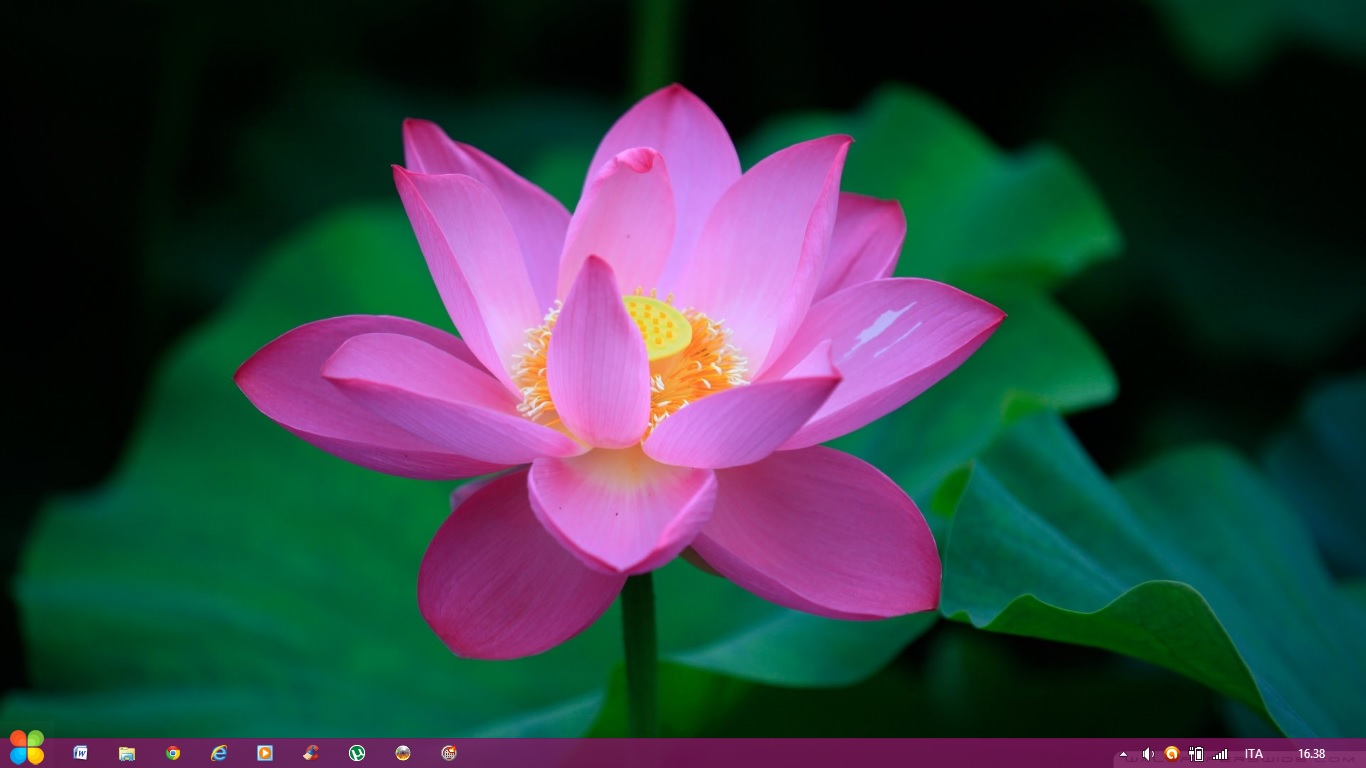 Flower Theme Windows 8 by Adyss88