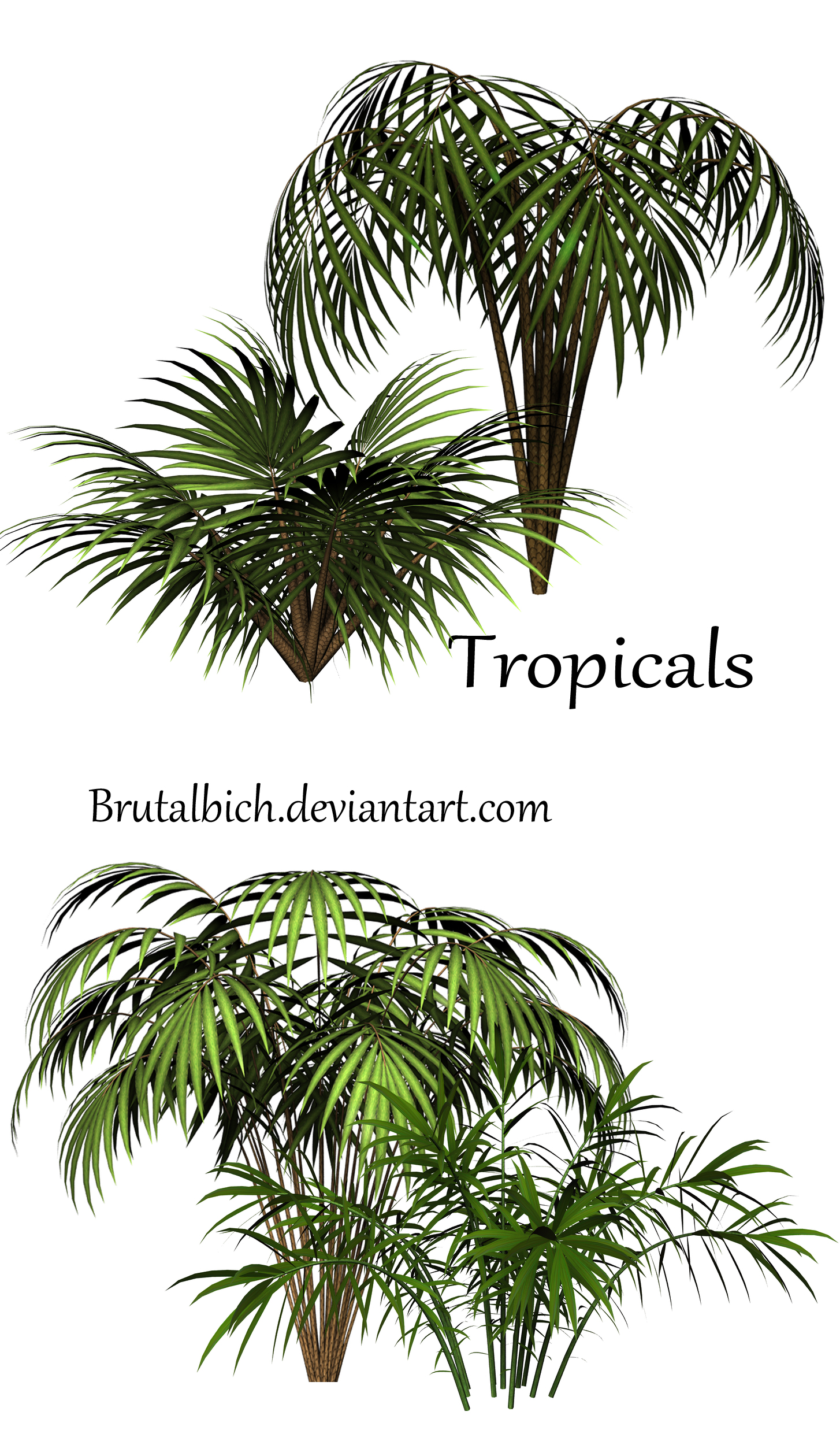 Tropicals