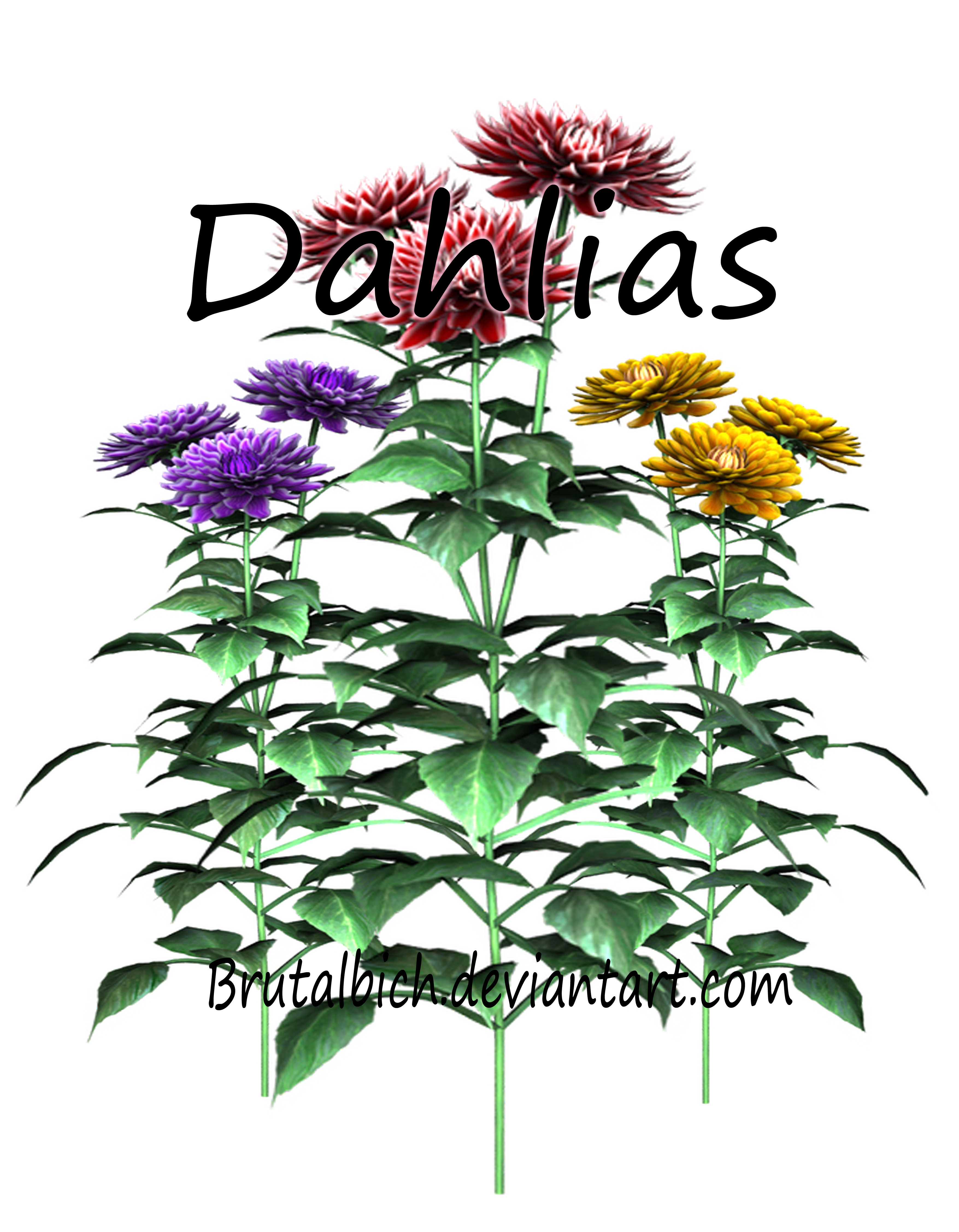 Dahlias