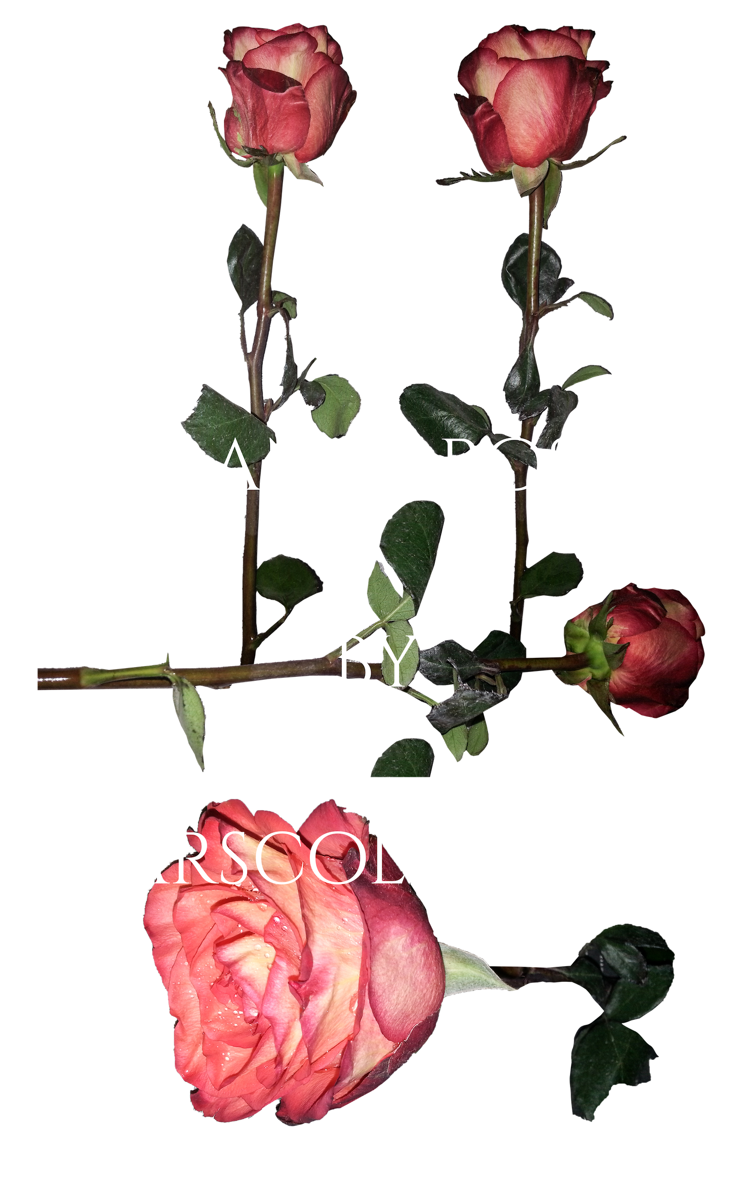 Roses Png 8 By Starscoldnight by StarsColdNight on DeviantArt