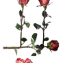 Roses Png 8 By Starscoldnight