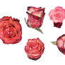 Roses 9 Png By Starscoldnight