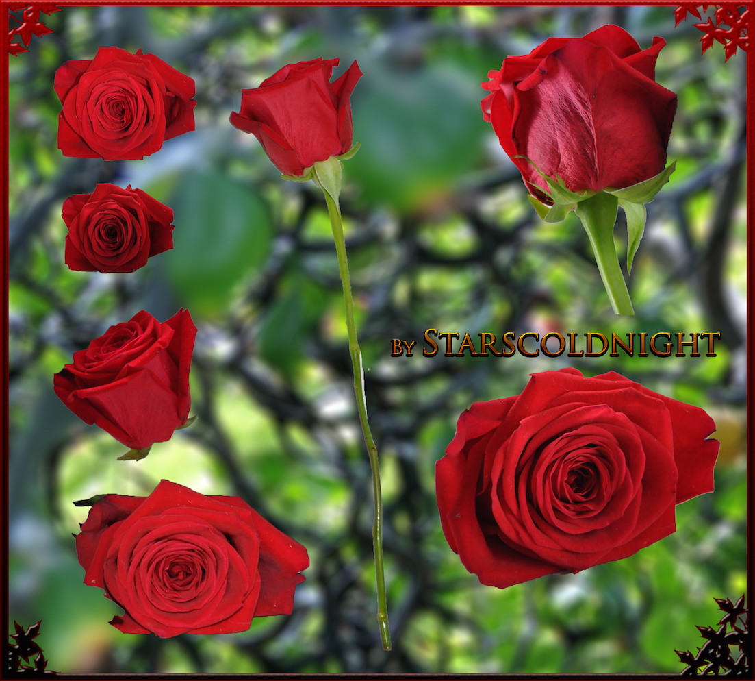 Red roses 9 PNG by starscoldnight by StarsColdNight on DeviantArt