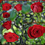 Red roses 9 PNG by starscoldnight