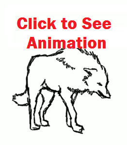 Wolf Fighting Animation Wip By Thesodasmuggler On Deviantart
