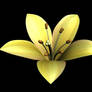 3D Lily Stock (download)