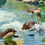 Otters In Eternal Flow