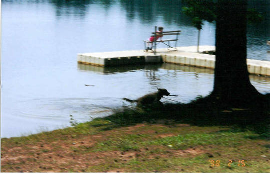 Dog Running Through Shadows