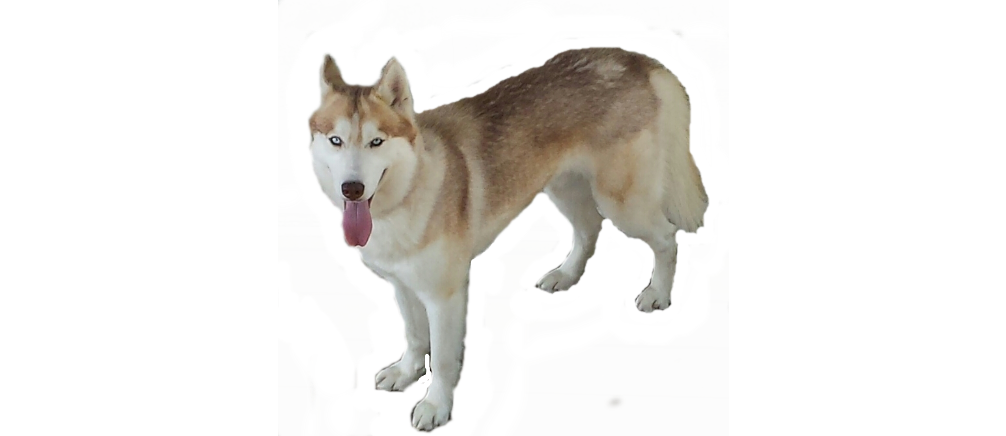 siberian husky png by binx89 on deviantart siberian husky png by binx89 on deviantart