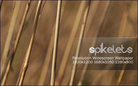 Spikelets