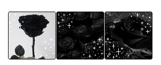 .:+2# BlackRose Dividers+:.