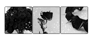 .:+ 3# BlackRose Dividers+:.