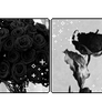 .:+ 3# BlackRose Dividers+:.