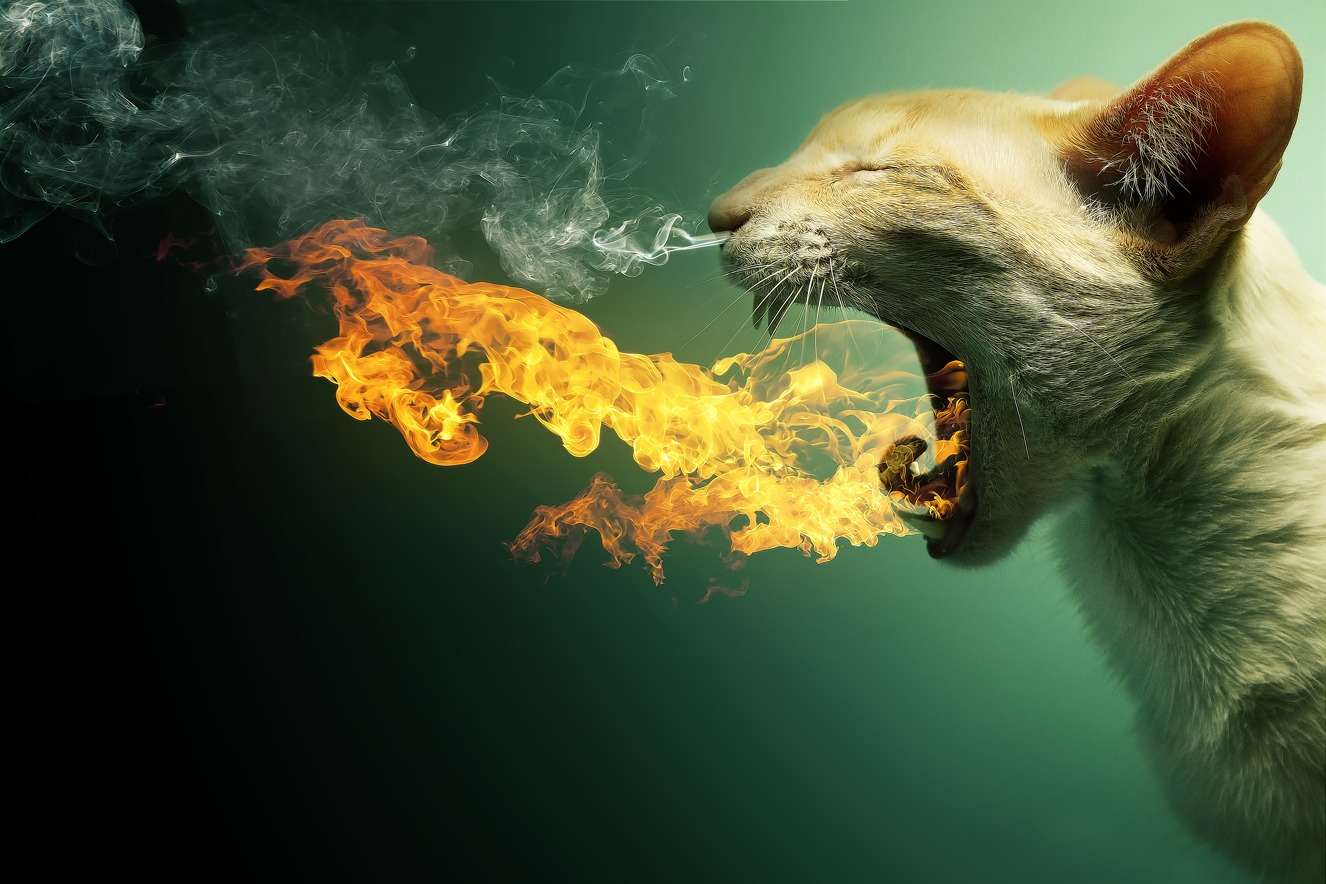 Flaming Cat + PSD