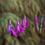 Dierama