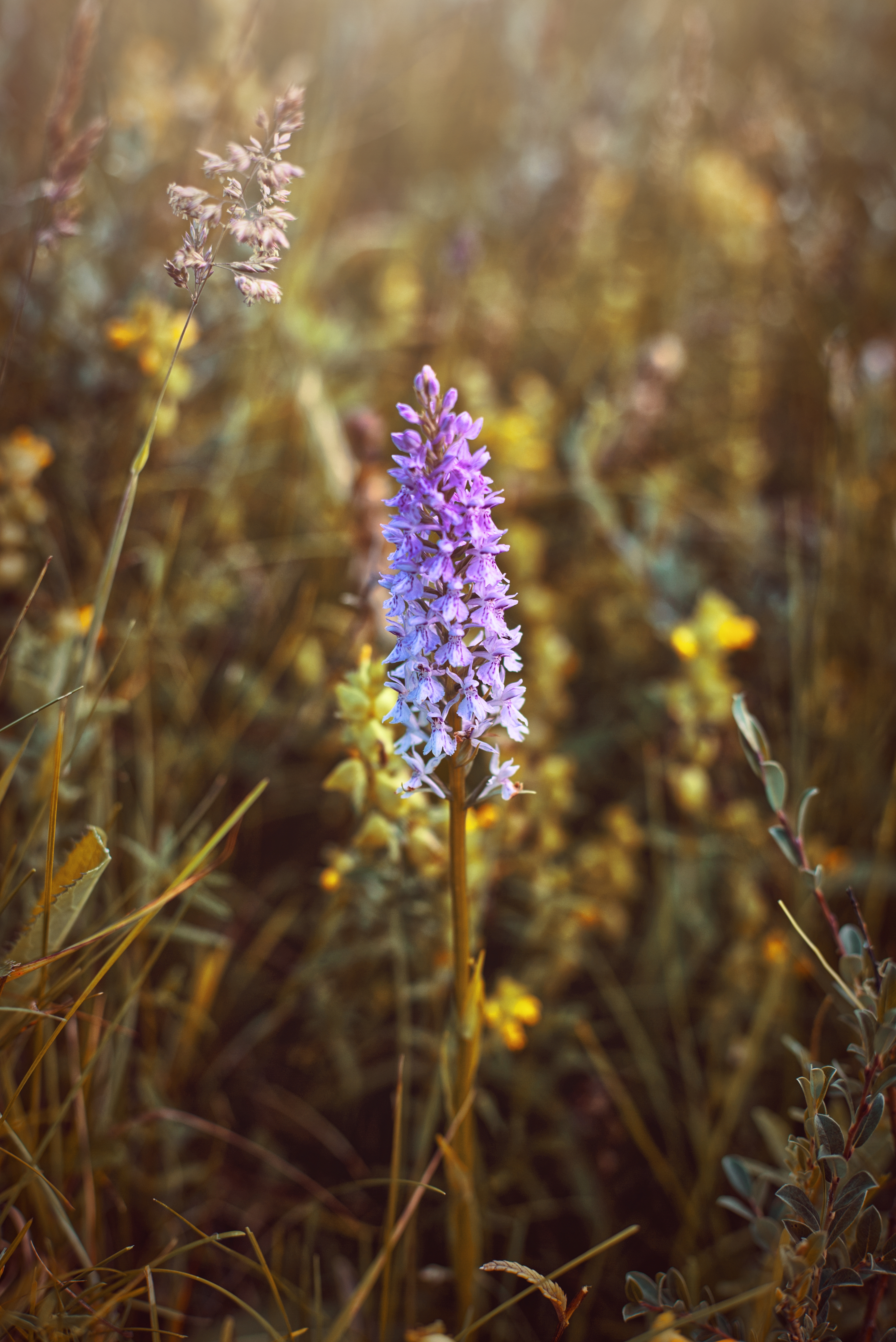 Southern Marsh Orchid