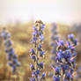 Viper's bugloss
