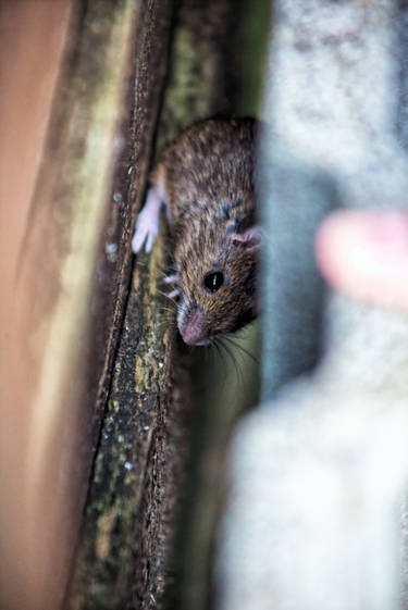 House Mouse