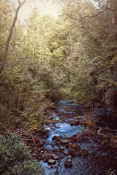 Forest creek by BiroHunter on DeviantArt